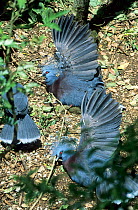 Victoria crowned pigeon (Goura victoria) pair, courtship display, New Guinea. Captive.