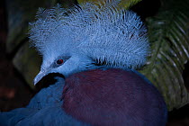 Sclater's crowned pigeon (Goura sclaterii) head portrait, New Guinea. Captive.