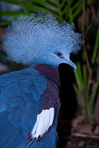 Sclater's crowned pigeon (Goura sclaterii) portrait, New Guinea. Captive.