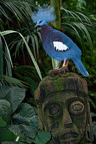 Sclater's crowned pigeon (Goura sclaterii) perched on top of a stone carving, New Guinea. Captive.