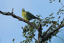 Grey-fronted green pigeon (Treron affinis) male, perched in tree, Mudumalai National Park, Tamil Nadu, India.