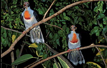 Two Marche's fruit doves (Ptilinopus marchei) perched in tree, Philippines. Captive.