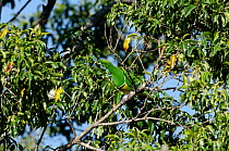 Cloven-feathered dove (Drepanoptila holosericea) perched in tree, feeding on fruit, Parc des Grandes Fougeres, Farino, New Caledonia.