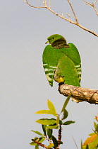 Cloven-feathered dove (Drepanoptila holosericea) male, perched on branch, New Caledonia.