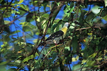 Little green pigeon (Treron olax) perched in tree, Singapore.