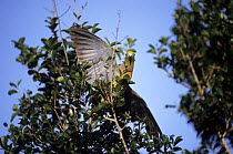 Orange-breasted green pigeon (Treron bicinctus) perched in tree flapping its wings, Sri Lanka.