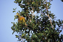 Orange-breasted green pigeon (Treron bicinctus) perched in tree feeding on fruit, Sri Lanka.