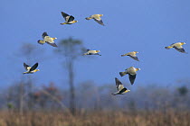 Yellow-legged green pigeon (Treron phoenicopterus) flock in flight, Assam, India.