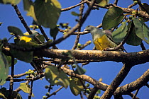 Yellow-bellied green pigeon (Treron waalia) perched in tree, Ethiopia.