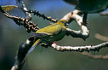 Pin-tailed green pigeon (Treron apicauda) perched on branch, Assam, India.