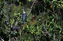 Two Black-backed fruit-doves (Ptilinopus cinctus) perched in tree,  West Timor, Indonesia.