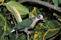Yellow-breasted fruit dove (Ptilinopus occipitalis) perched on branch, Philippines. Captive.