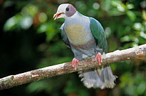 Yellow-breasted fruit dove (Ptilinopus occipitalis) perched on branch calling, Philippines. Captive.