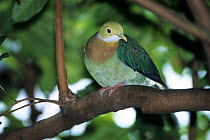 Pink-spotted fruit dove (Ptilinopus perlatus) perched in tree, New Guinea. Captive.
