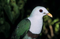 Black-chinned fruit dove (Ptilinopus leclancheri) male, portrait, Philippines. Captive.
