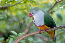 Crimson-capped fruit dove (Ptilinopus pulchellus) male, perched on branch with feathers puffed up in courtship display, New Guinea. Captive.
