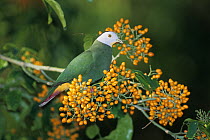 Black-naped fruit dove (Ptilinopus melanospilus) male, perched in tree feeding on fruit, Borneo.