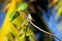 Atoll fruit-dove (Ptilinopus coralensis) perched on branch, Rangiroa,Tuamotus, French Polynesia.