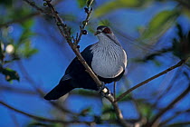 Comoro blue pigeon (Alectroenas sganzini) perched in tree, Mayotte, Comoros.