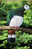 Green and white zone-tailed pigeon (Ducula forsteni) perched on branch, Sulawesi, Indonesia. Captive.