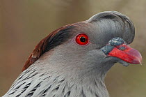 Top-knot pigeon (Lopholaimus antarcticus) head portrait, Australia. Captive.