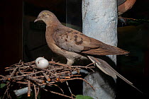 Passenger pigeon (Ectopistes migratorius,) female, on nest with egg, museum specimen, Cincinatti Zoo, USA. Extinct.
