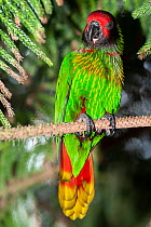 Yellow-streaked lory (Chalcopsitta scintillata) perched on branch, New Guinea. Captive.