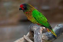 Yellow-streaked lory (Chalcopsitta scintillata) perched on branch, New Guinea. Captive.