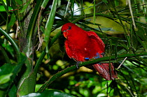 Red lory (Eos bornea) perched on branch, Moluccas, Indonesia. Captive.