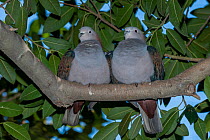 Two Green imperial-pigeons (Ducula aenea aenea) perched on branch, Sulawesi, Indonesia. Captive.