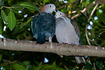 Two Green imperial-pigeons (Ducula aenea aenea) perched on branch, Sulawesi, Indonesia. Captive.