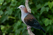 Green imperial-pigeon (Ducula aenea aenea) perched on branch, Sulawesi, Indonesia. Captive.