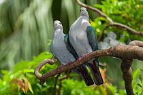 Two Indian green imperial-pigeons (Ducula aenea sylvatica) perched on branch, China. Captive.