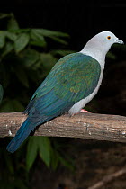 Blue-tailed imperial pigeon (Ducula concinna) perched on branch, New Guinea. Captive.