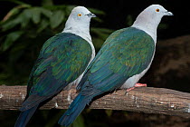 Two Blue-tailed imperial pigeons (Ducula concinna) perched on branch, New Guinea. Captive.