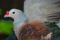 Red-knobbed imperial-pigeon (Ducula rubricera) shaking rainwater from its wings, Solomon Islands. Captive.