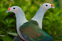Two Red-knobbed imperial-pigeons (Ducula rubricera) portrait, Solomon Islands. Captive.