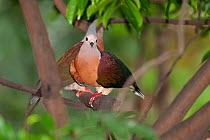 Two Rufous-bellied fruit pigeons (Ducula rufigaster) perched on branch, Hong-Kong Gardens, Hong Kong. Captive, occurs in New Guinea.