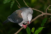 Island imperial pigeon (Ducula pistrinaria) perched on branch, Hong-Kong Gardens, Hong Kong. Captive, occurs in New Guinea.