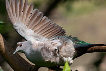 Island imperial pigeon (Ducula pistrinaria) perched on branch, stretching its wings, Hong-Kong Gardens, Hong Kong. Captive, occurs in New Guinea.