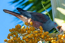 Chestnut-bellied pigeon (Ducula goliath) perched in tree feeding on berries, Touaourou, New Caledonia.