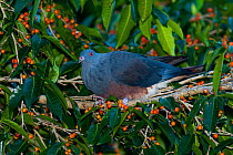 Chestnut-bellied pigeon (Ducula goliath) perched in tree among orange berries, Touaourou, New Caledonia.