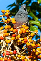 Chestnut-bellied pigeon (Ducula goliath) perched in tree among yellow berries, Touaourou, New Caledonia.