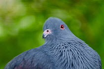 Chestnut-bellied pigeon (Ducula goliat) head portrait, Parc zoologique et forestier Noumea, New Caledonia. Captive.