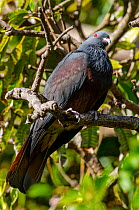 Chestnut-bellied pigeon (Ducula goliat) perched on branch, Touaourou, New Caledonia.