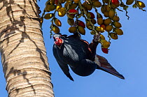 Chestnut-bellied pigeon (Ducula goliath) hanging upside down in tree, feeding on berries, Touaourou, New Caledonia.
