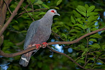 Pinon's imperial pigeon (Ducula pinon) perched on branch, New Guinea. Captive.