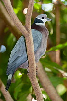 Collared imperial-pigeon (Ducula mullerii) perched on branch, New Guinea. Captive.