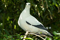 Pied imperial pigeon (Ducula bicolor) perched on branch, Thailand. Captive.