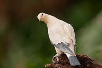Celebes pied imperial pigeon (Ducula luctuosa) perched on wooden stump, looking back, Sulawesi, Indonesia.